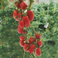 Tomaat Solanum 'Super Roma' rood 2 m² - Groentezaden - Tomaten