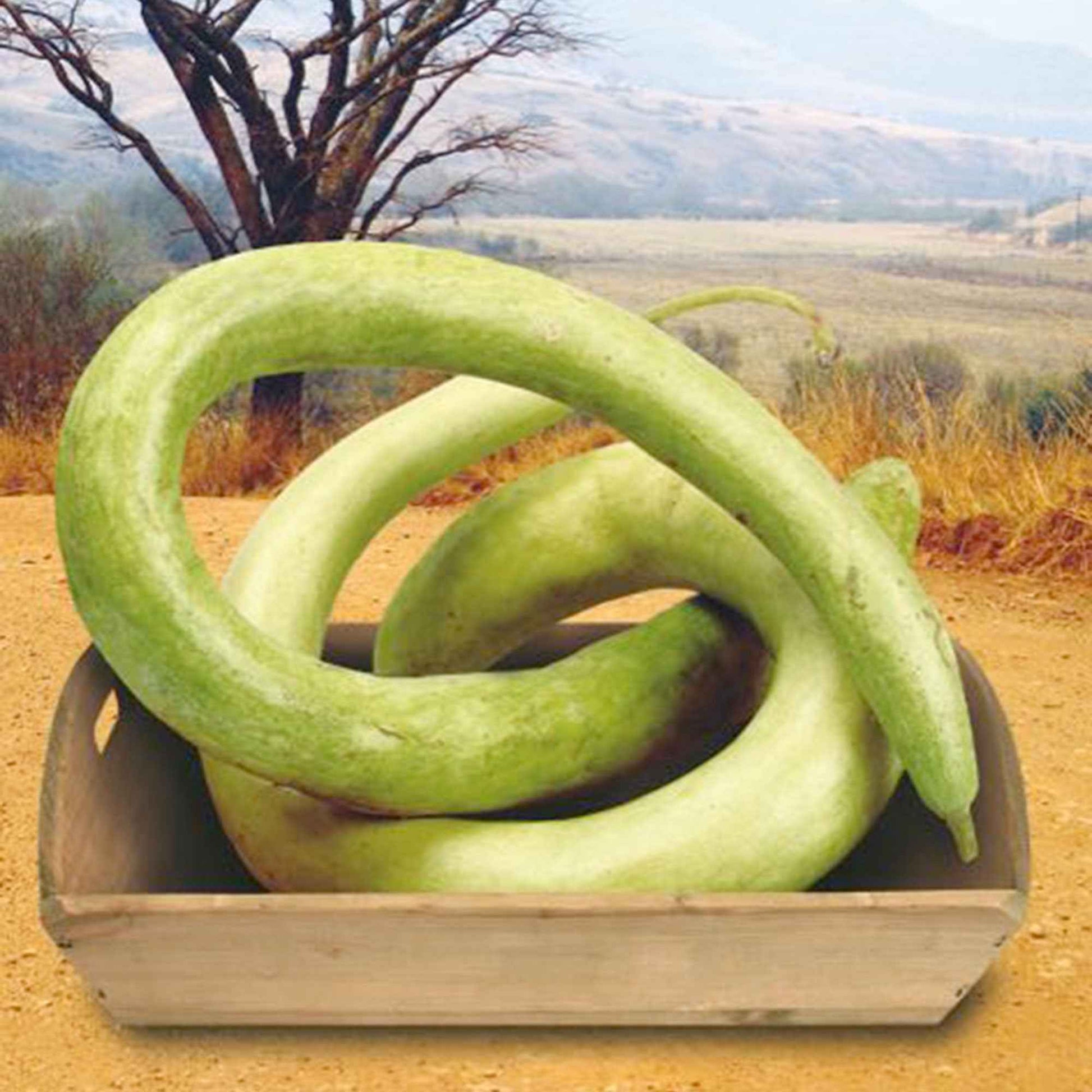 Pompoen Lagenaria 'Cucuzi Italian Snake' groen 6 m² - Groentezaden - Zaden