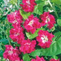 Klimmende winde Ipomoea tricolor roze 10 m² - Bloemzaden - Wilde tuin
