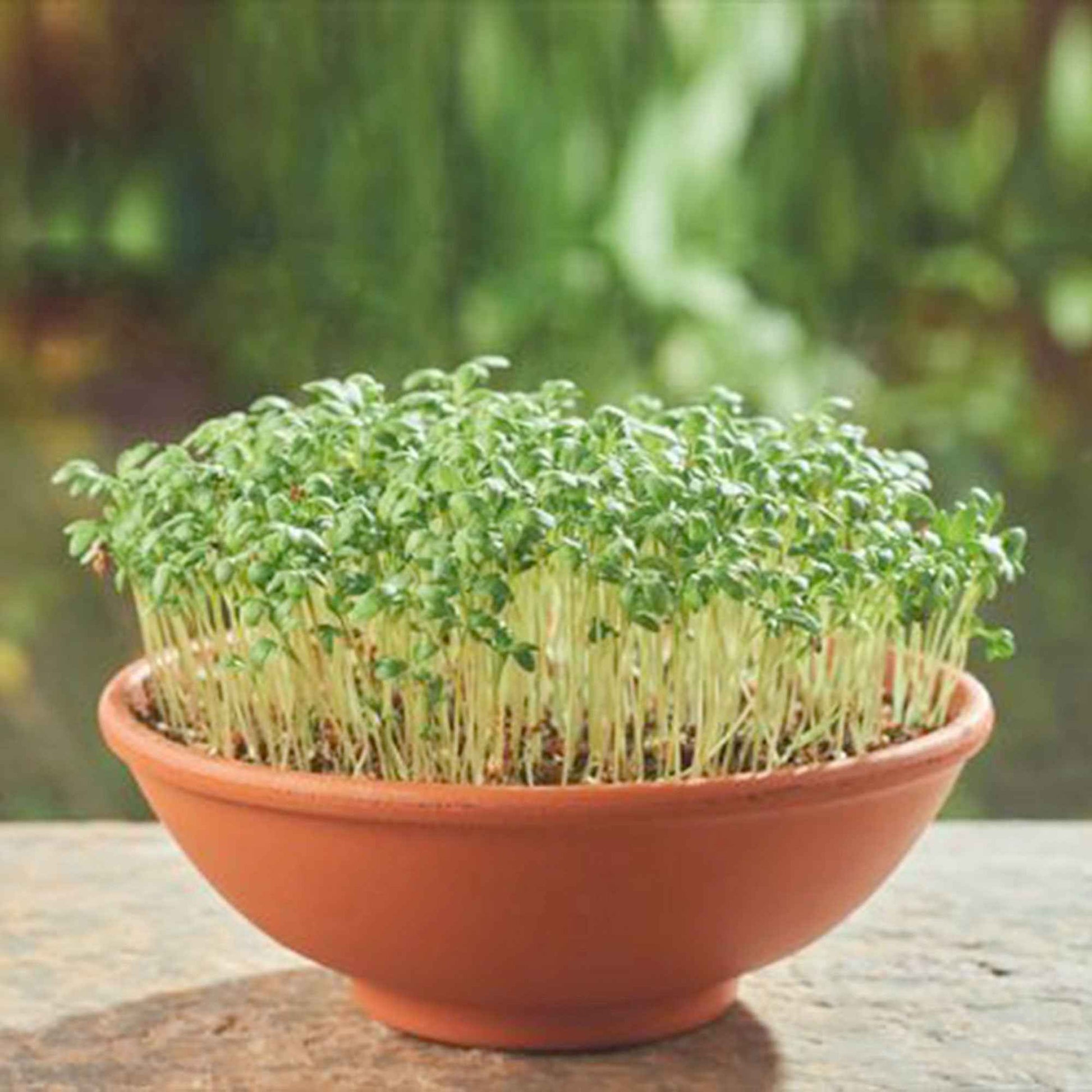 Tuinkers Lepidium sativum - Biologisch - Kruidenzaden - Groente kweekset