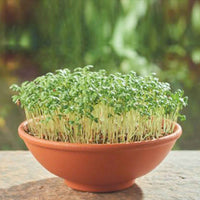 Tuinkers Lepidium sativum - Biologisch - Kruidenzaden - Kweeksets