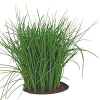 Bieslook Allium 'Prager' - Biologisch 4 m² - Kruidenzaden - Kruidenzaden