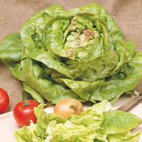 Kropsla Lactuca 'Meikoningin' - Biologisch 30 m² - Groentezaden - Biologische groente