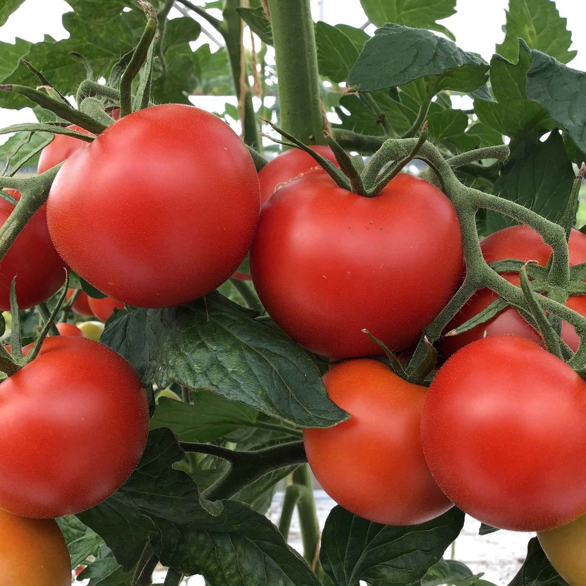 Tomaat Solanum 'Matina' - Biologisch 10 m² - Groentezaden - Biologische groente