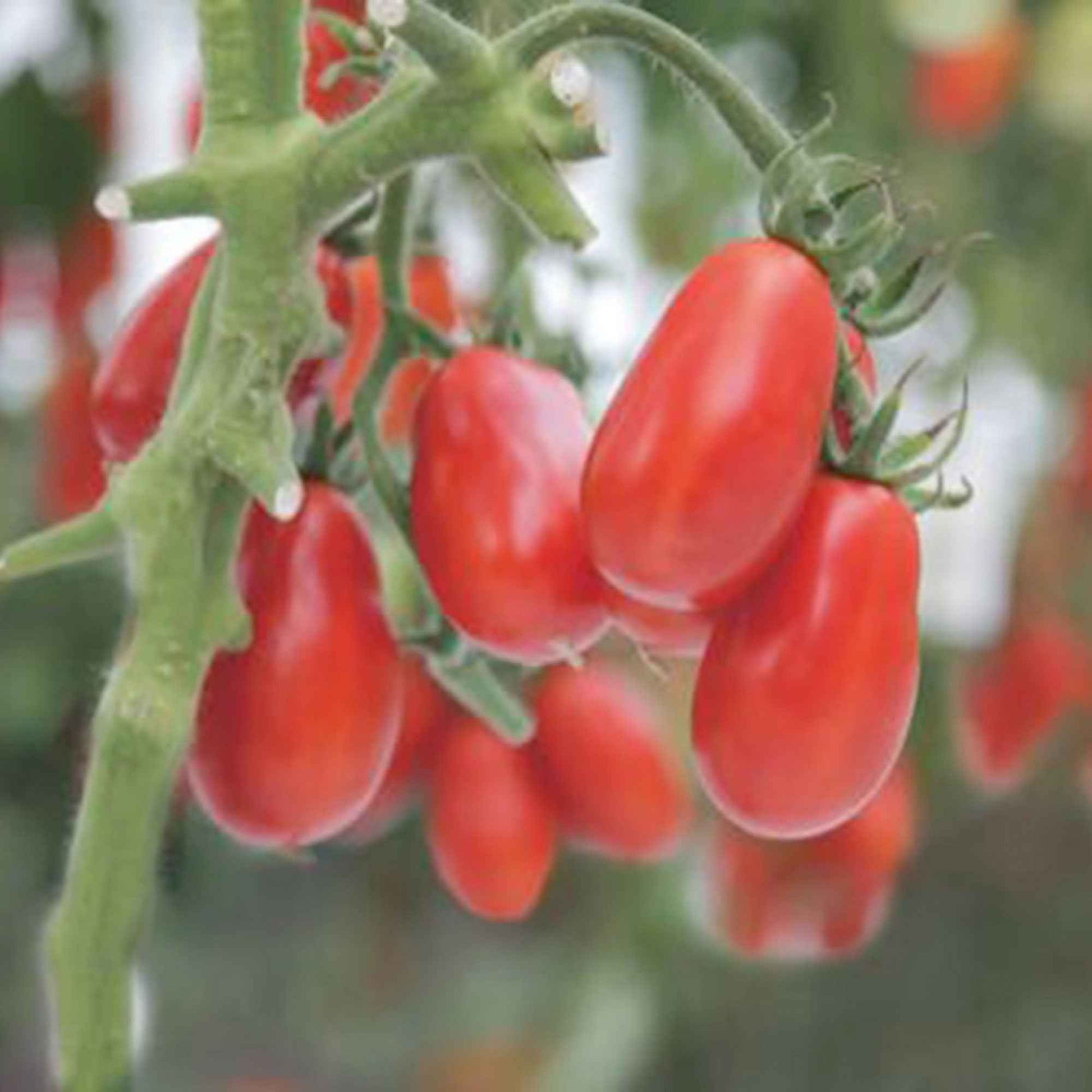 Tomaat Solanum 'Shirley' - Bio 10 m² - Groentezaden - Biologische groente