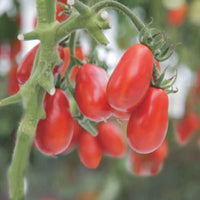 Tomaat Solanum 'Shirley' - Bio 10 m² - Groentezaden - Groente