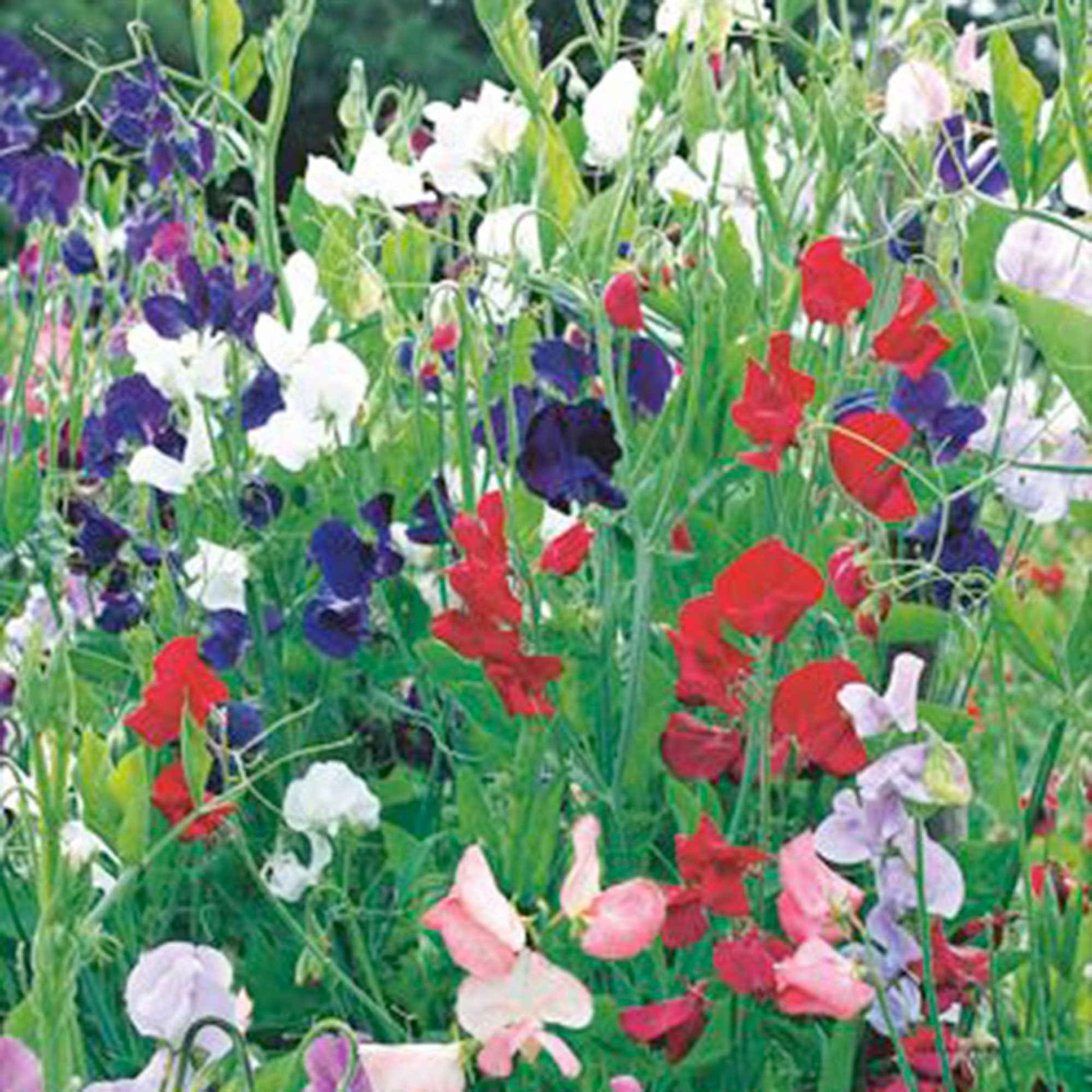 Siererwt Lathyrus 'Spencer' - Biologisch rood-paars-wit 2 m² - Groentezaden - Wilde tuin