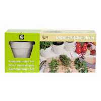 Keukenkruiden - Mix incl. witte potten en tray - Kruidenzaden - Basilicum