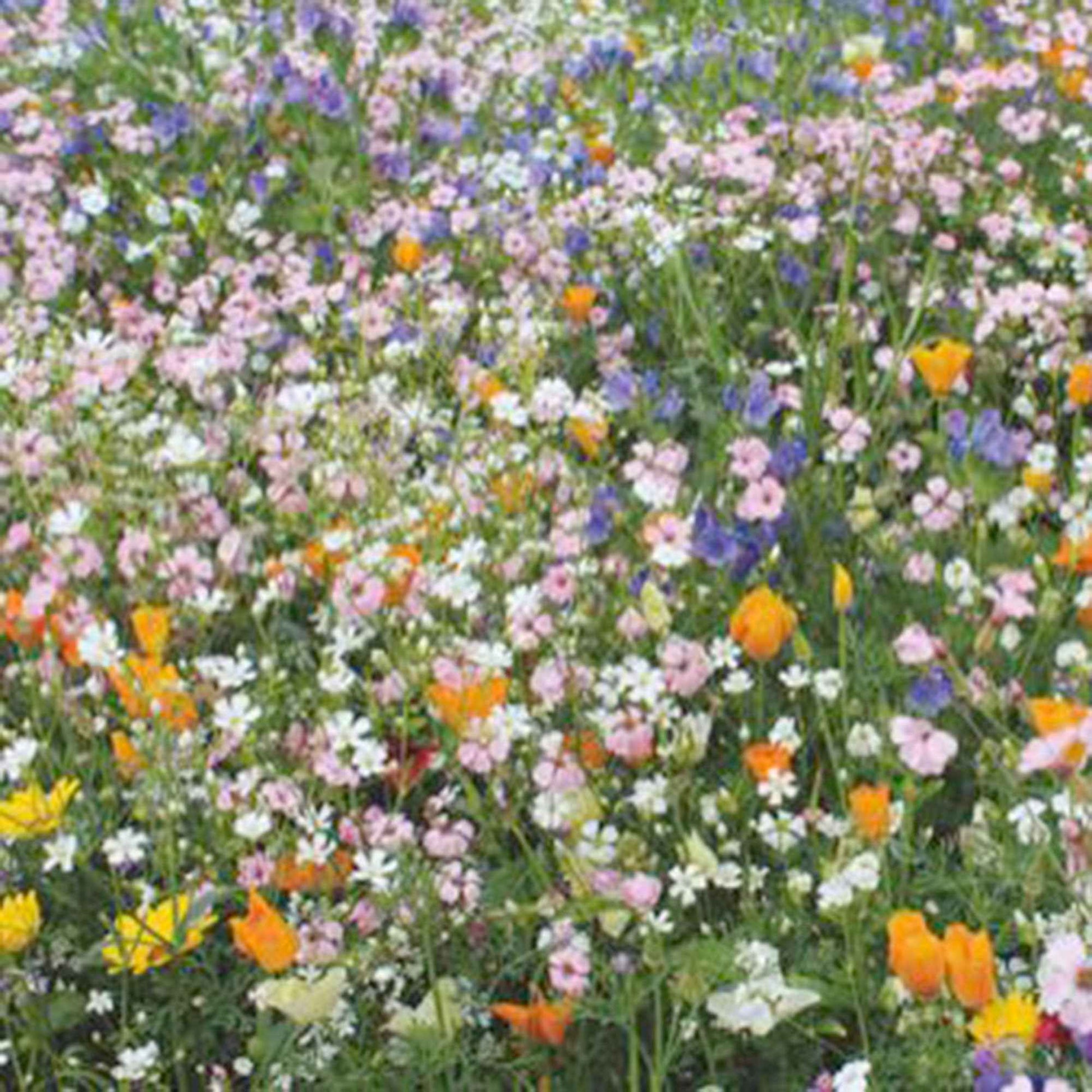 Bijenlokkende bloemen - Mix 15 m² - Bloemzaden - Moestuin