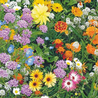 Bijenlokkende bloemen - Mix 15 m² - Bloemzaden - Wilde tuin