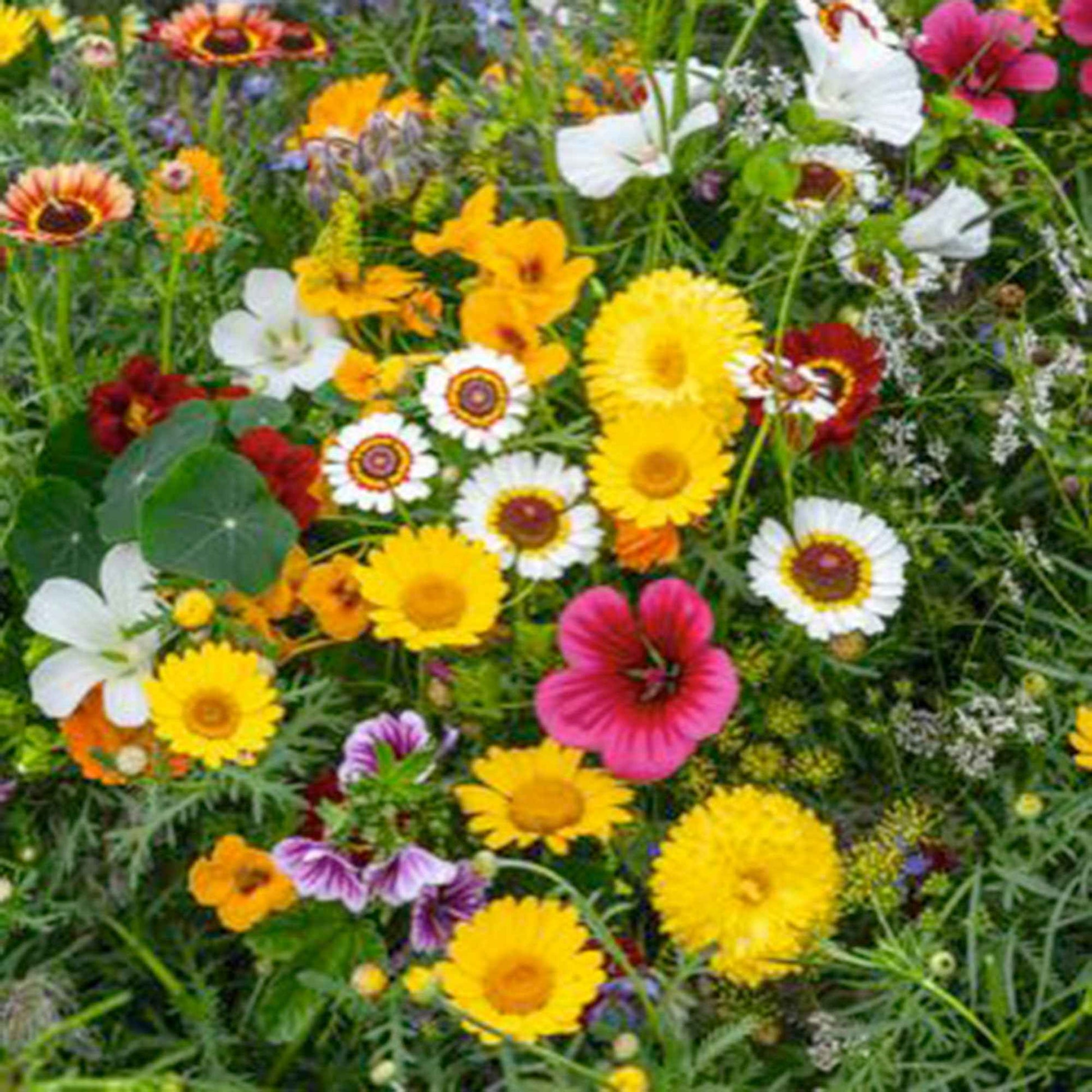 Eetbare bloemen - Mix 2 m² - Bloemzaden - Biologische tuinplanten