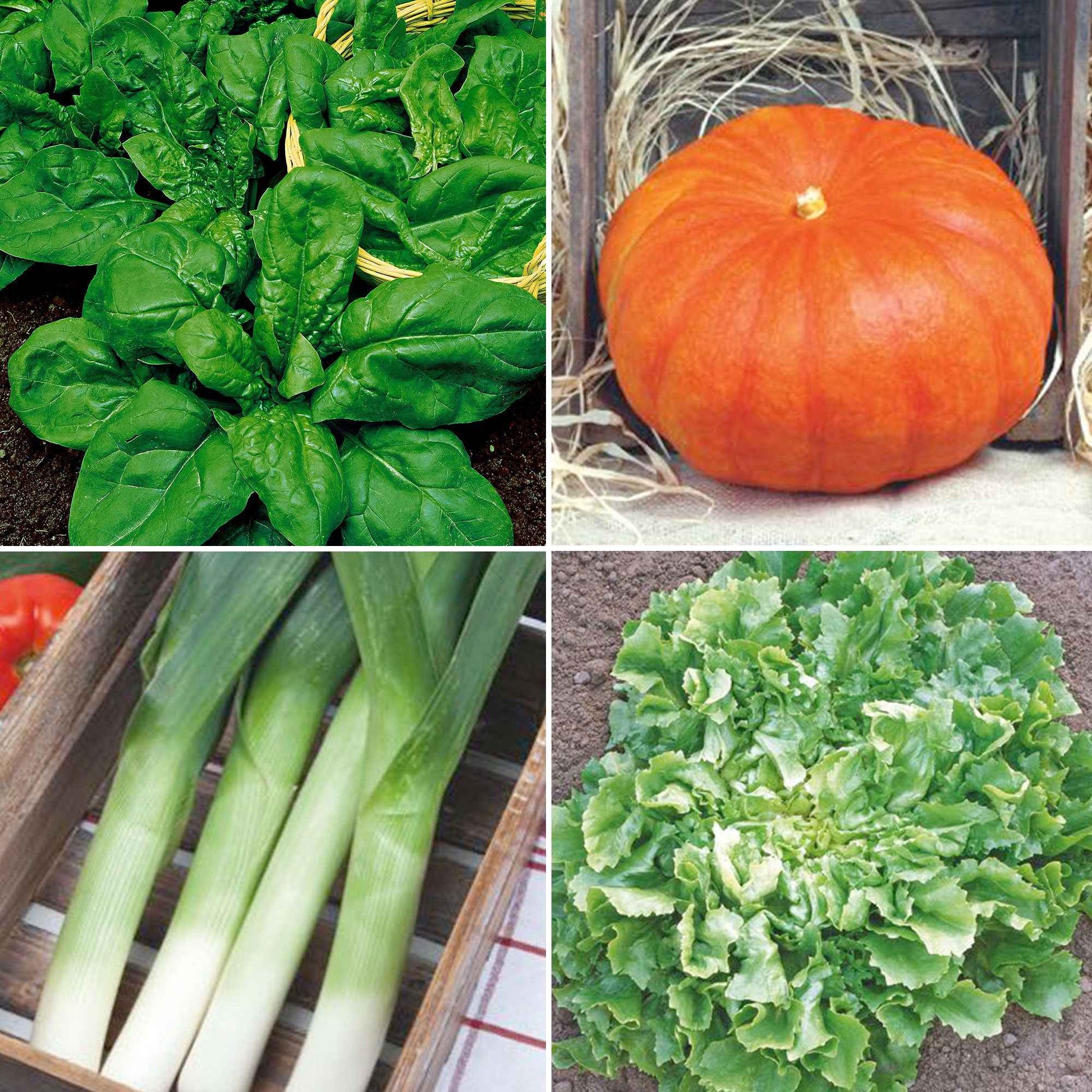Herfstgroenten pakket 'Heerlijke Herfst' - Biologisch - Groentezaden - Doe-het-zelf-groentepakket
