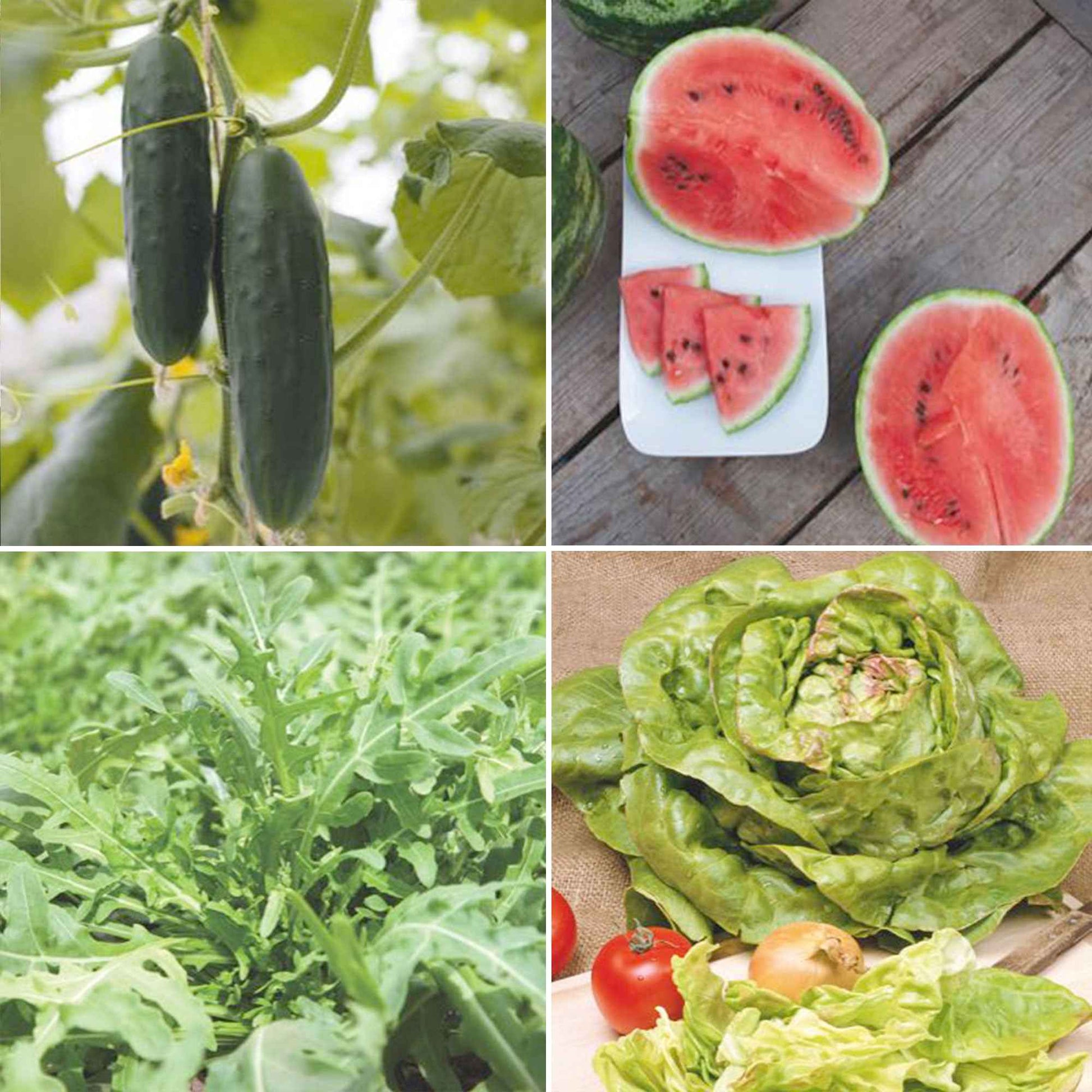 Zomerpakket 'Zalige Zomer' - Biologische groentezaden, kruidenzaden,  fruitzaden - Biologische groente