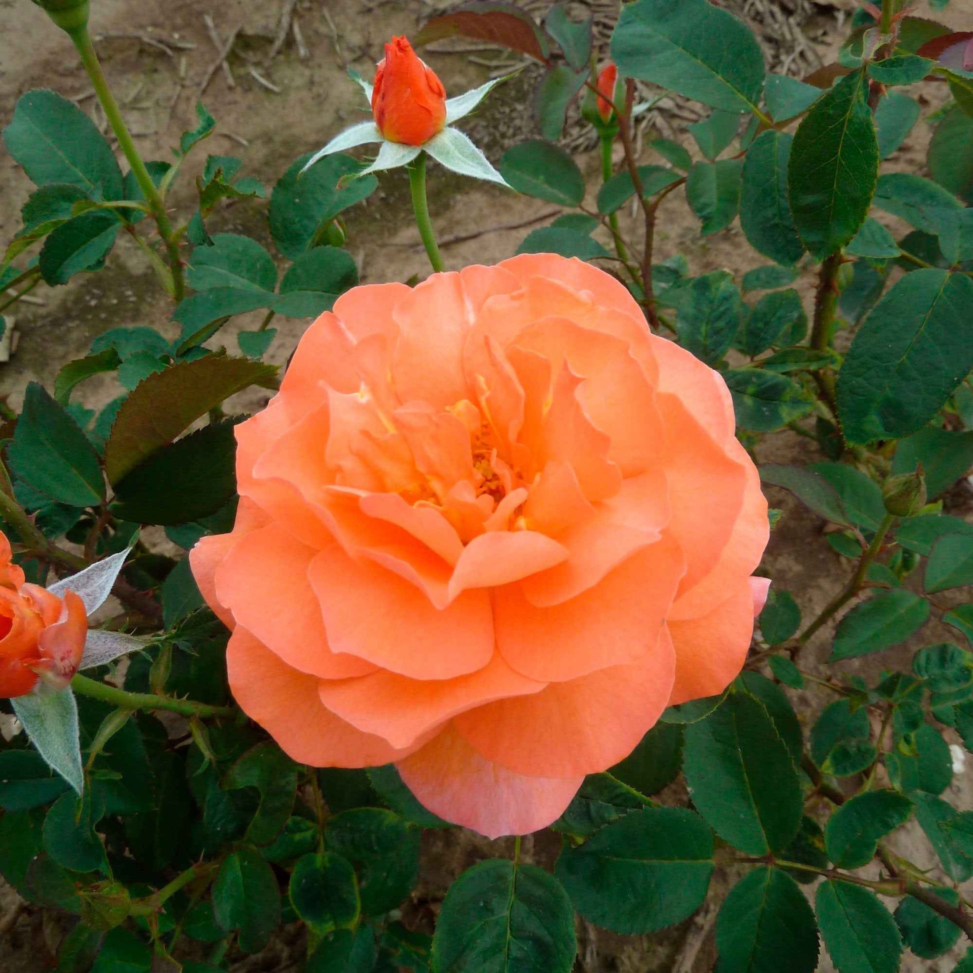 Grootbloemige roos Rosa 'Tea Time'®  Oranje - Winterhard - Plant eigenschap