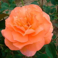 Grootbloemige roos Rosa 'Tea Time'®  Oranje - Winterhard - Plantsoort