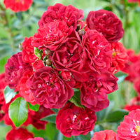 Bodembedekkende roos Rosa 'Fairy Dance'® Rood - Winterhard - Plant eigenschap