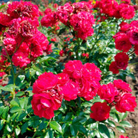 Bodembedekkende roos Rosa 'Fairy Dance'® Rood - Winterhard - Bodembedekkende rozen