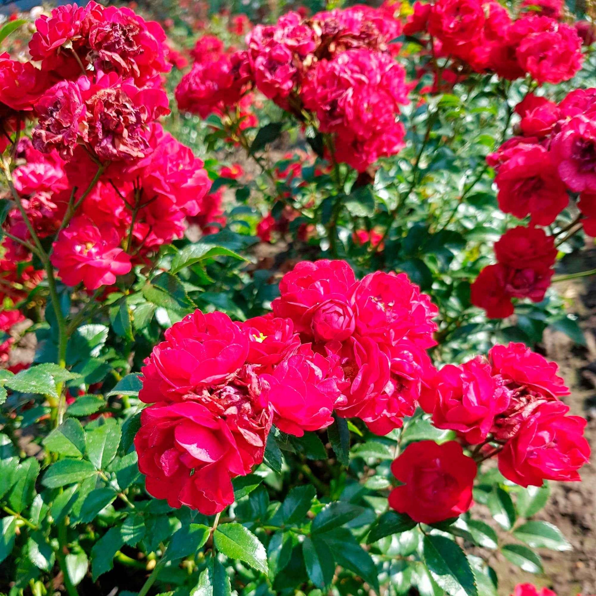 Bodembedekkende roos Rosa 'Fairy Dance'® Rood - Winterhard - Bodembedekkende rozen