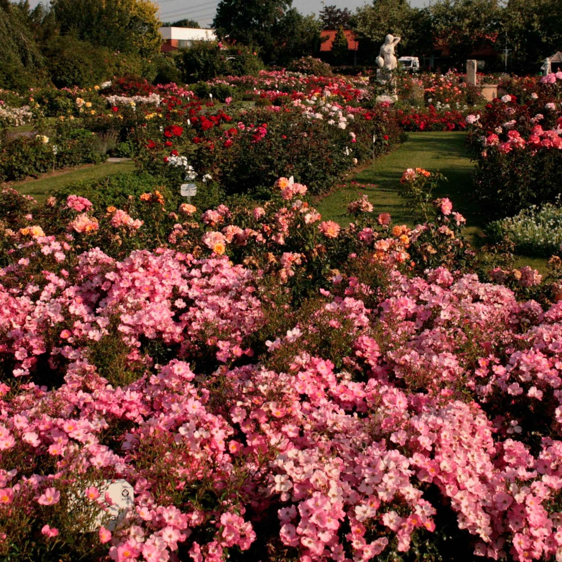 Bodembedekkende roos Rosa 'Fortuna'®  - Winterhard Roze - Bodembedekkende rozen