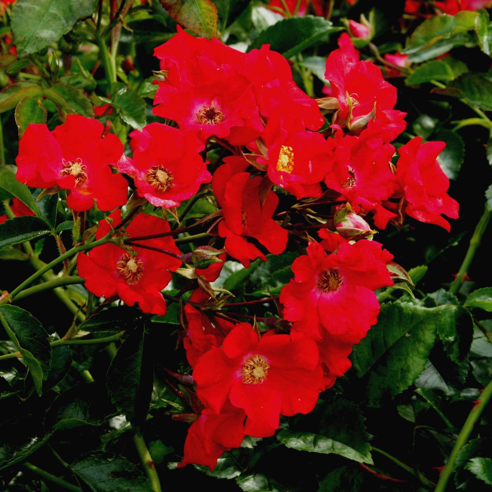 Bodembedekkende roos Rosa 'Weg der Sinne'® Rood - Winterhard - Bodembedekkende rozen