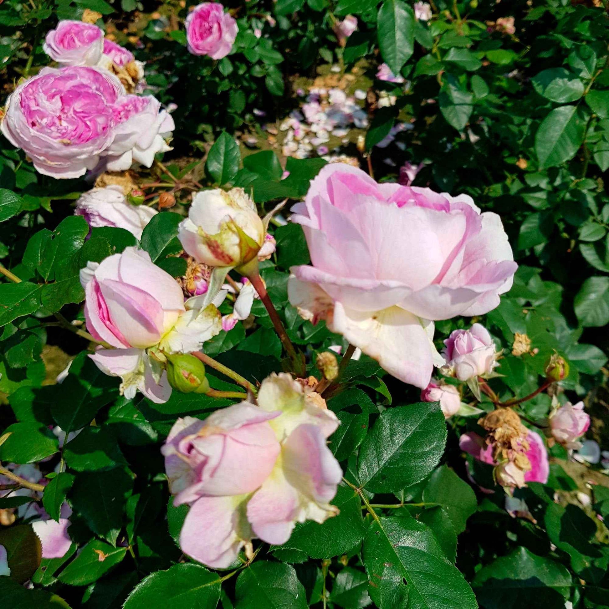 Trosroos Rosa 'Saphir'®  Paars - Winterhard - Plantsoort