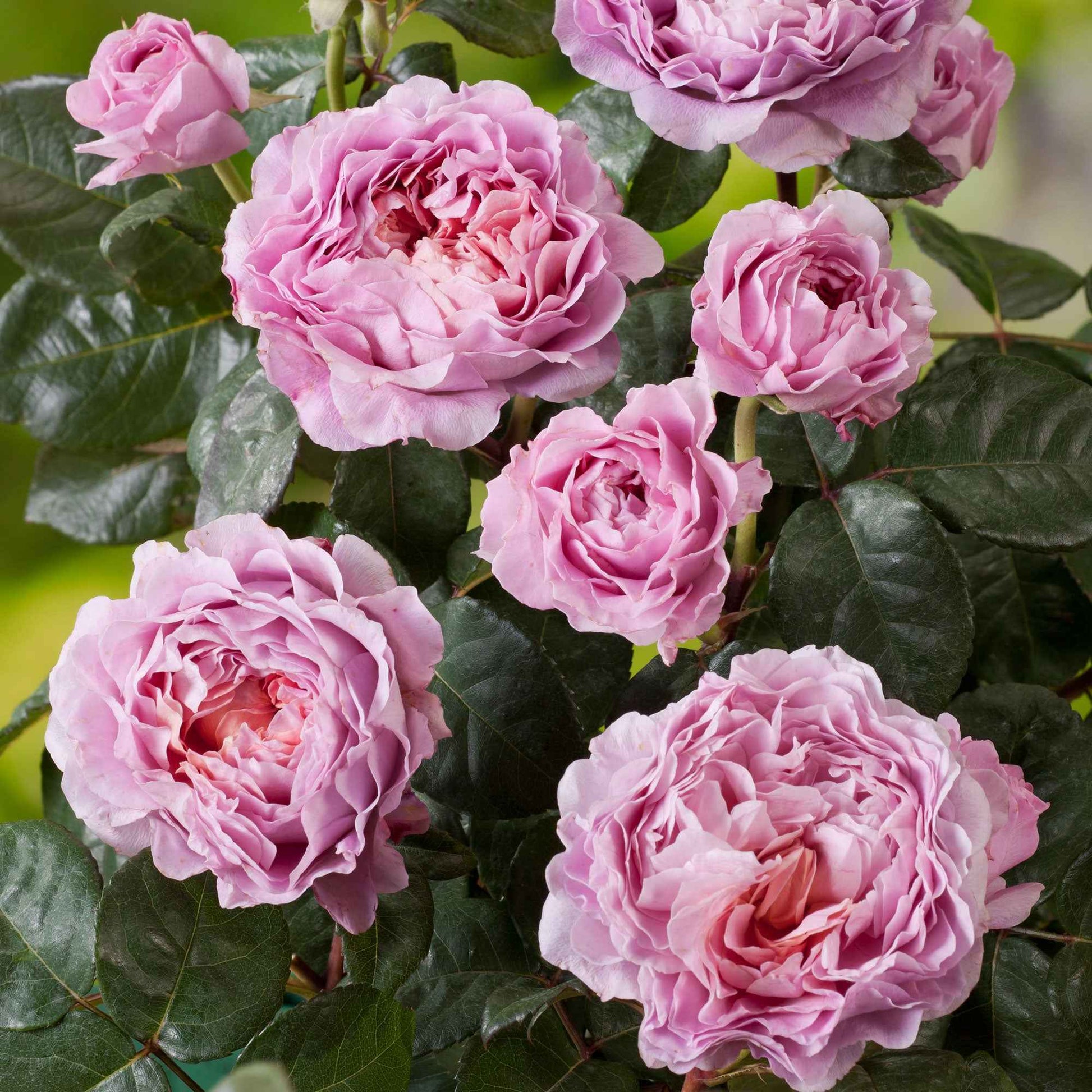 Grootbloemige roos Rosa 'Eisvogel'®  Roze - Winterhard - Grootbloemige rozen