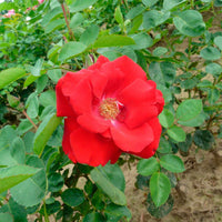 Klimroos 'Santana'® - Geurende rozen