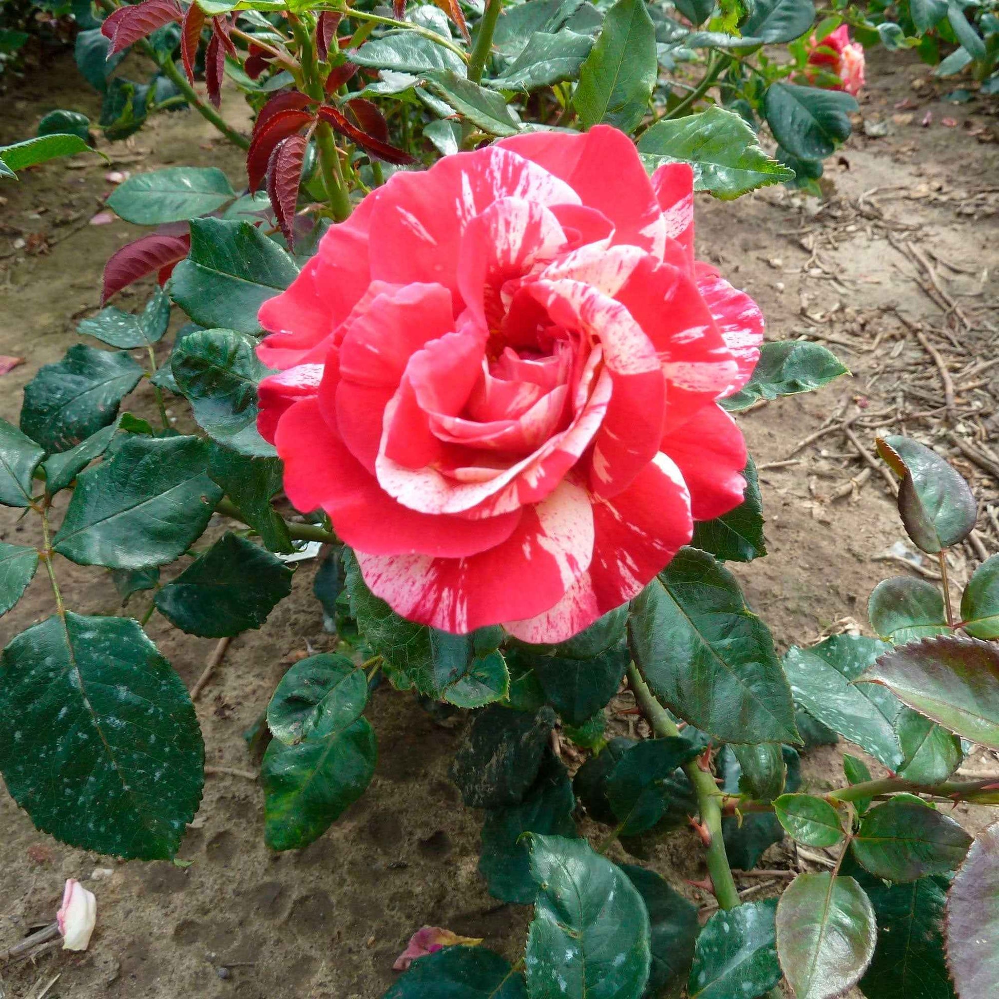 Grootbloemige roos Rosa 'Broceliande'® Rood-Geel - Winterhard - Plant eigenschap