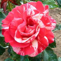 Grootbloemige roos Rosa 'Broceliande'® Rood-Geel - Winterhard - Plantsoort