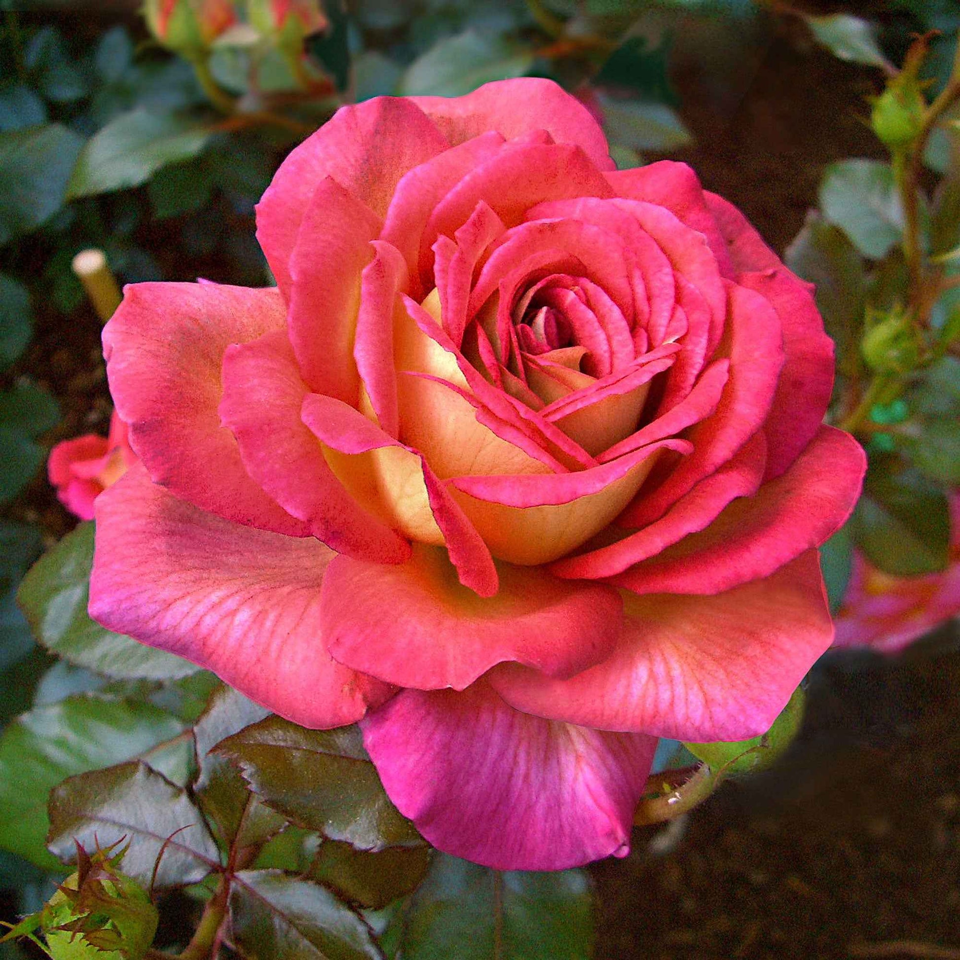 Grootbloemige roos Rosa 'Parfum de Grasse'®  Geel-Roze - Winterhard - Plantsoort