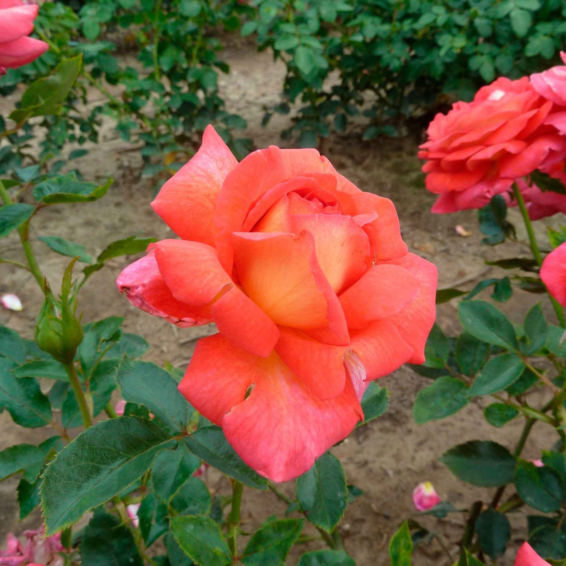 Grootbloemige roos Rosa 'Parfum de Grasse'®  Geel-Roze - Winterhard - Grootbloemige rozen