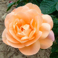 Grootbloemige roos Rosa 'Isabelle Autissier'® Roze-Geel - Winterhard - Plantsoort