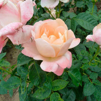 Grootbloemige roos Rosa 'Isabelle Autissier'® Roze-Geel - Winterhard - Grootbloemige rozen