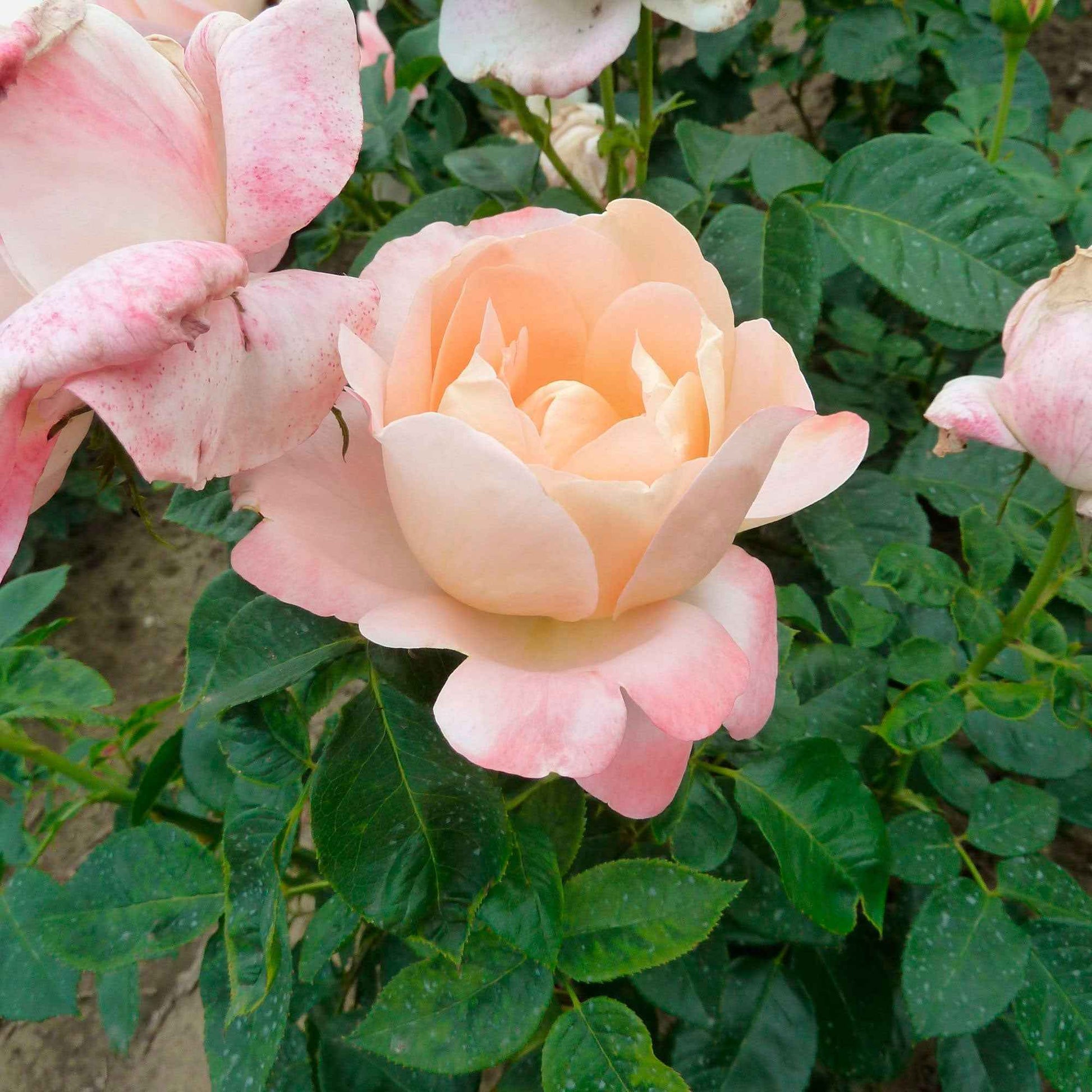 Grootbloemige roos Rosa 'Isabelle Autissier'® Roze-Geel - Winterhard - Plant eigenschap