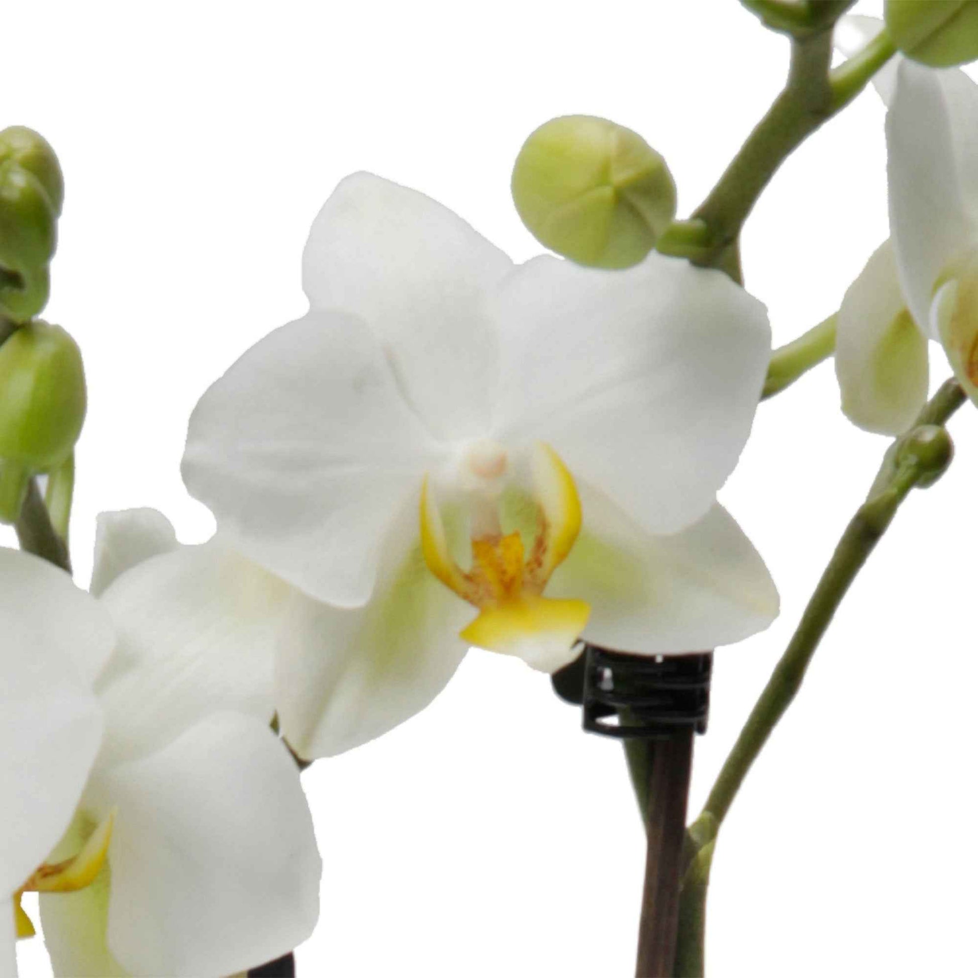 Vlinderorchidee Phalaenopsis 'Lausanne' Wit - Diervriendelijke kamerplanten