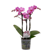 Vlinderorchidee Phalaenopsis 'Vienna' Roze - Bloeiende kamerplanten