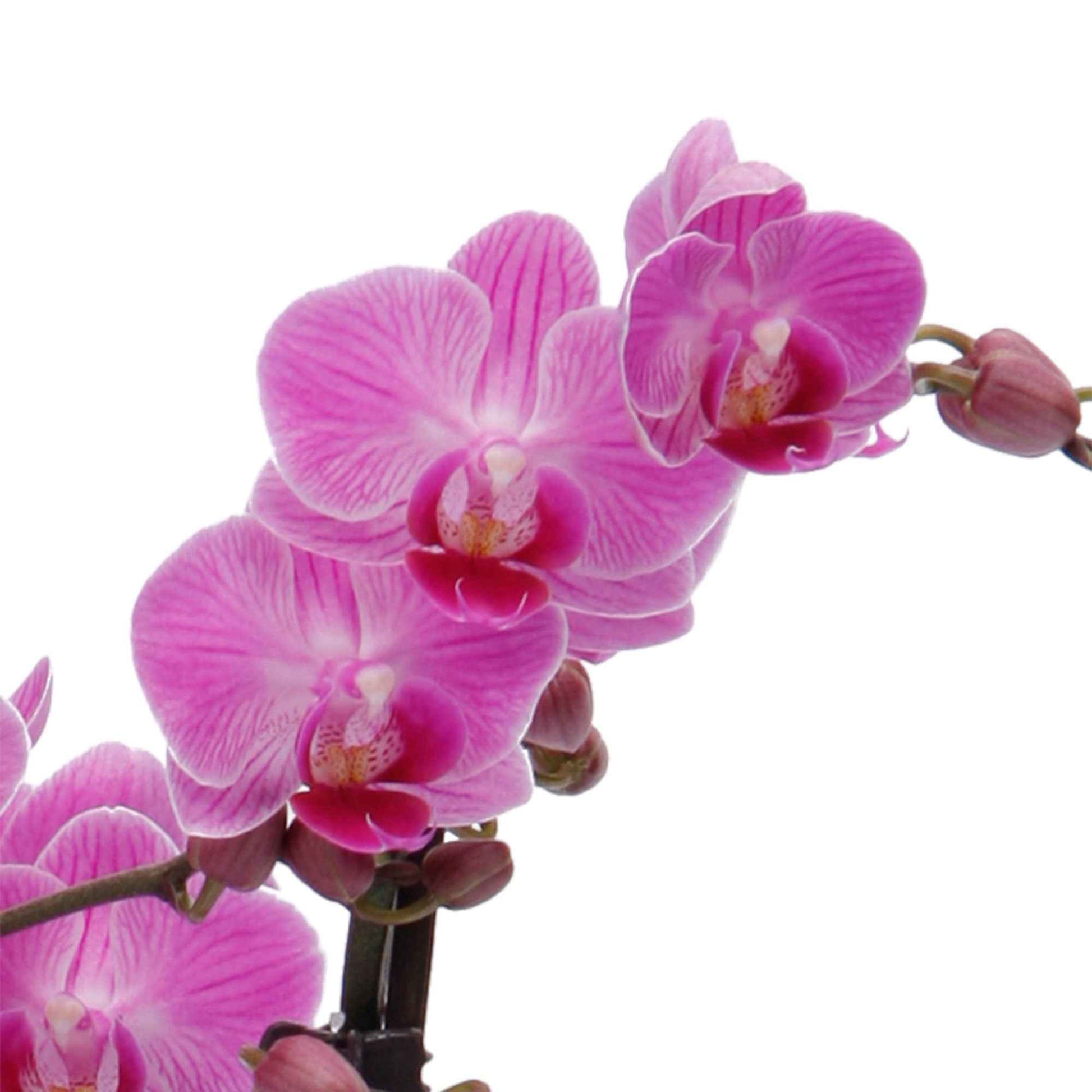 Vlinderorchidee Phalaenopsis 'Vienna' Roze - Diervriendelijke kamerplanten