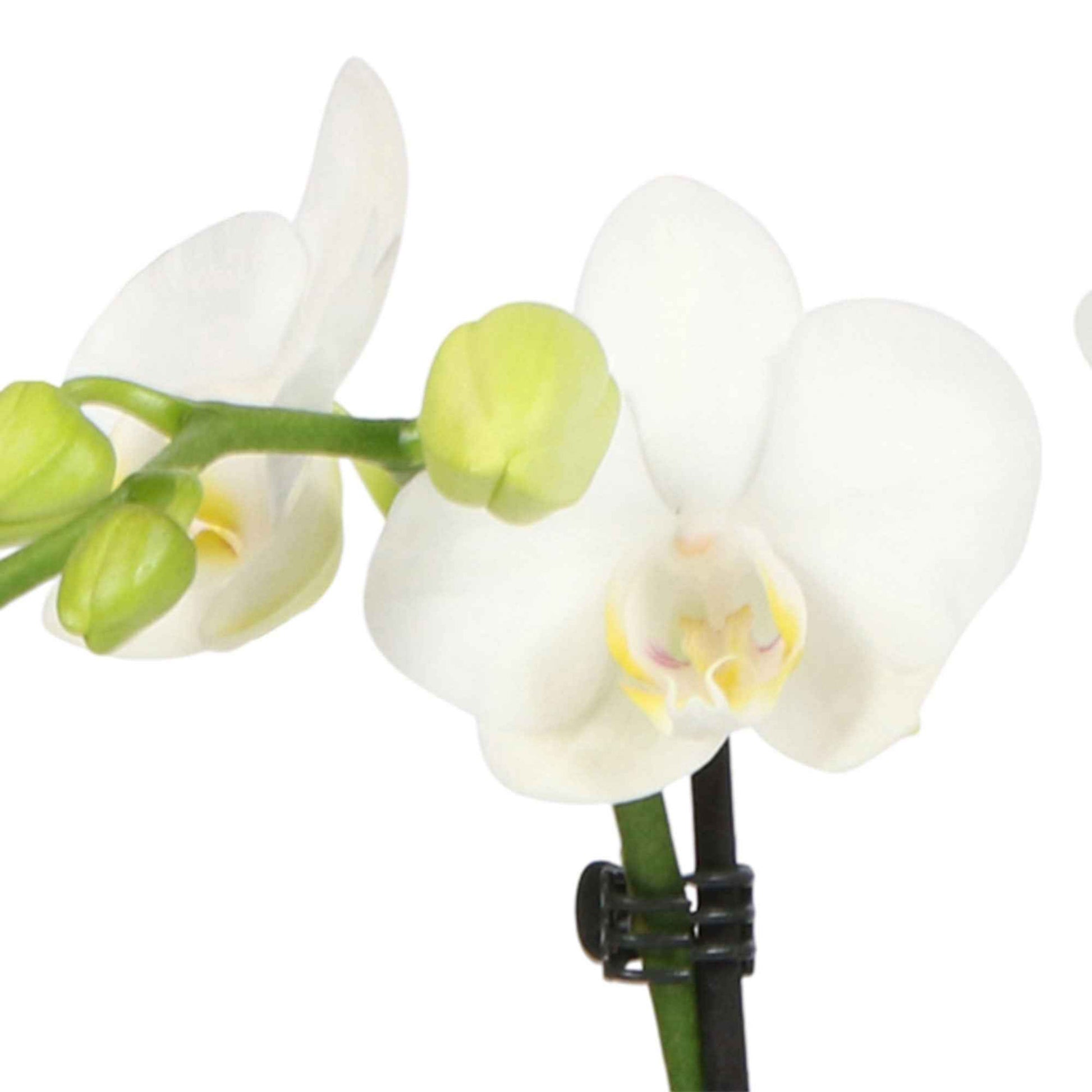 Vlinderorchidee Phalaenopsis 'Amabilis' incl. sierpot grijs - Binnenplant in pot cadeau