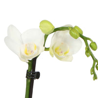 Vlinderorchidee Phalaenopsis 'Amabilis' Wit incl. sierpot groen - Bloeiende kamerplanten