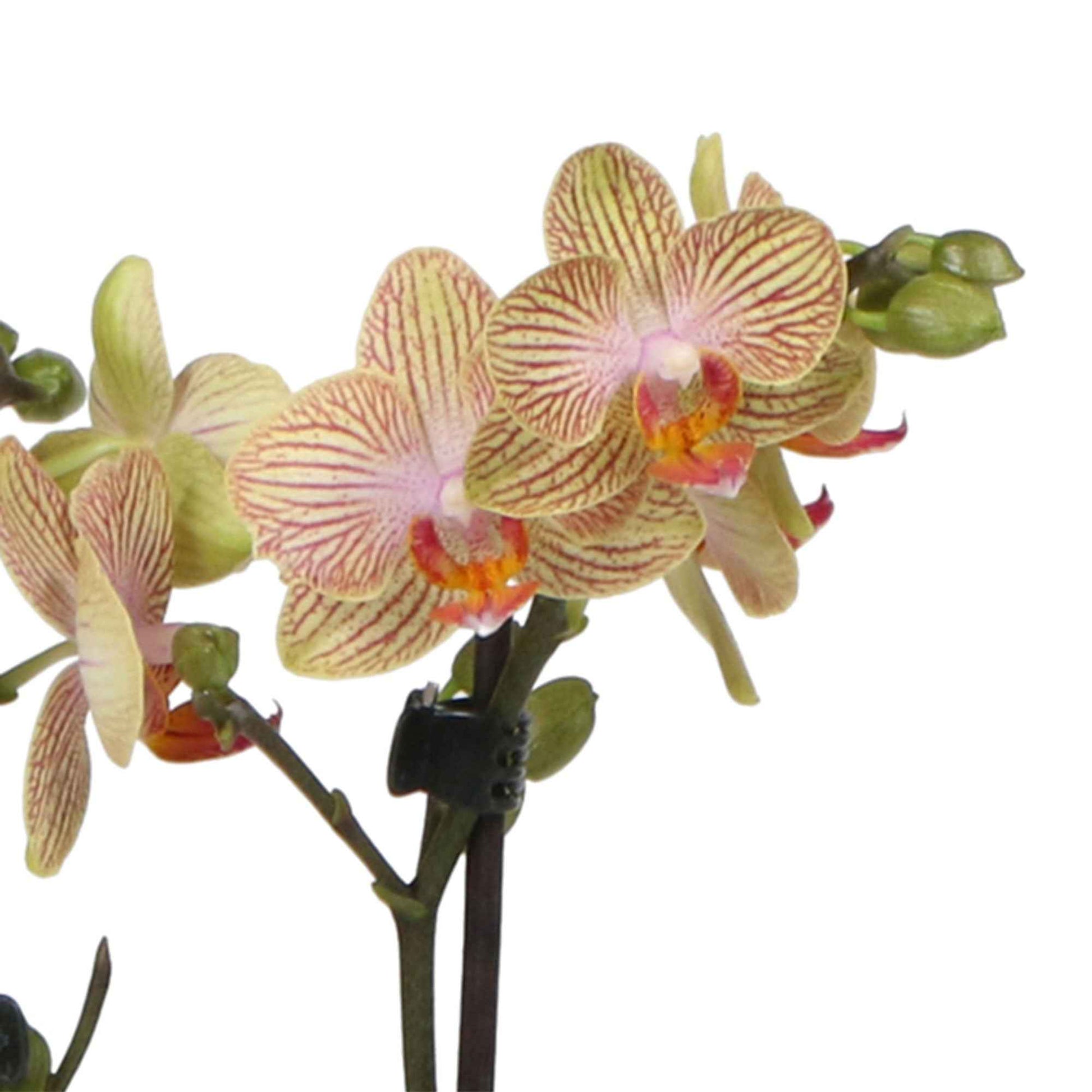 Vlinderorchidee Phalaenopsis 'Trento' Oranje incl. sierpot - Diervriendelijke kamerplanten