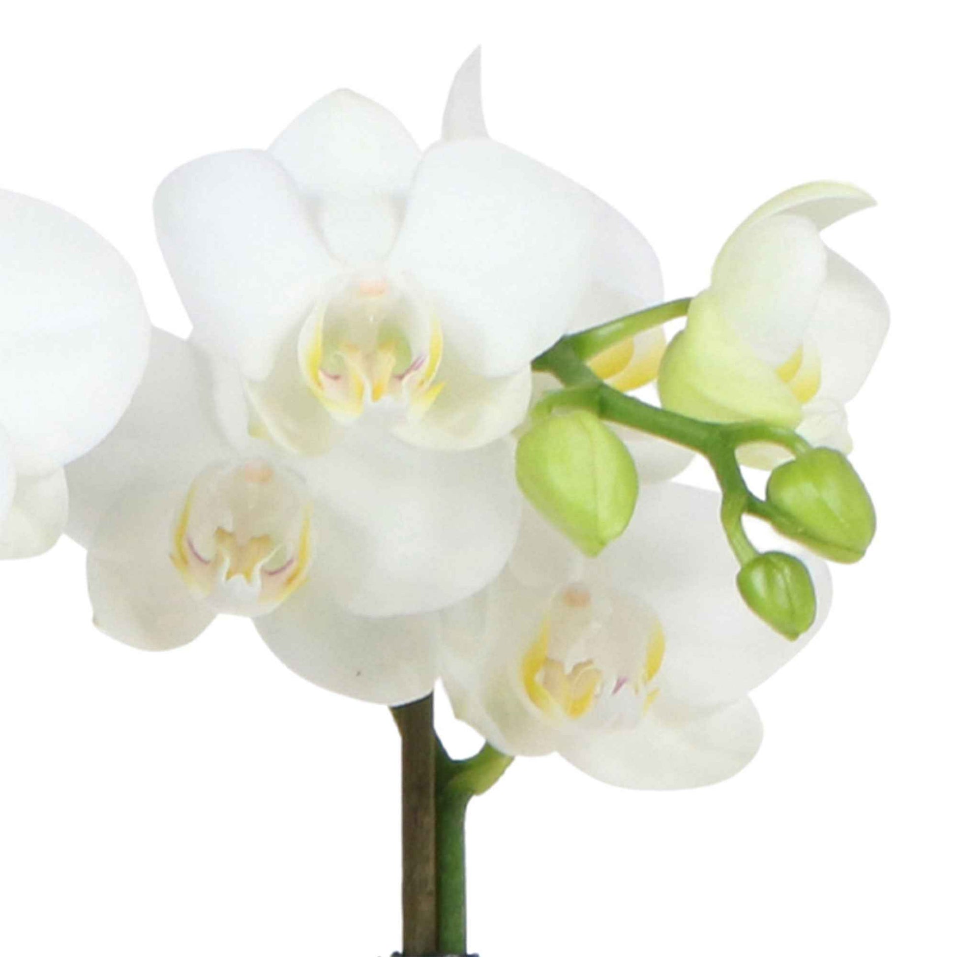 Vlinderorchidee Phalaenopsis 'Amabilis' Wit incl. sierpot wit - Bloeiende kamerplanten