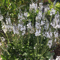 Ereprijs Veronica 'Tissington White' - Biologisch wit - Winterhard - Vaste planten