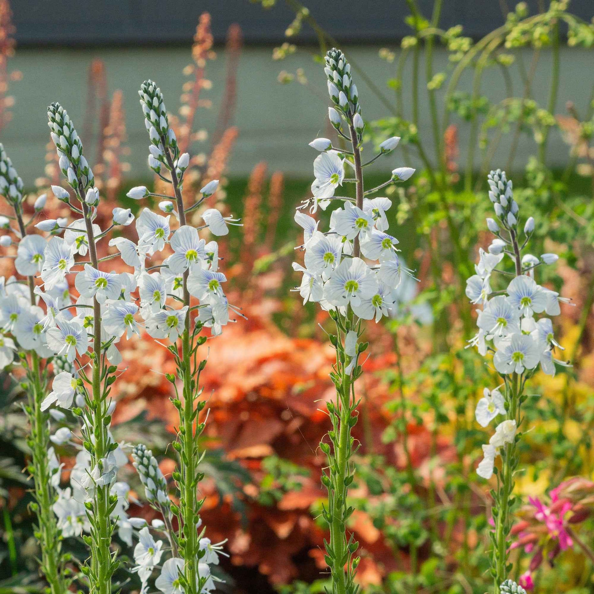 Ereprijs Veronica 'Tissington White' - Biologisch wit - Winterhard - Biologische tuinplanten