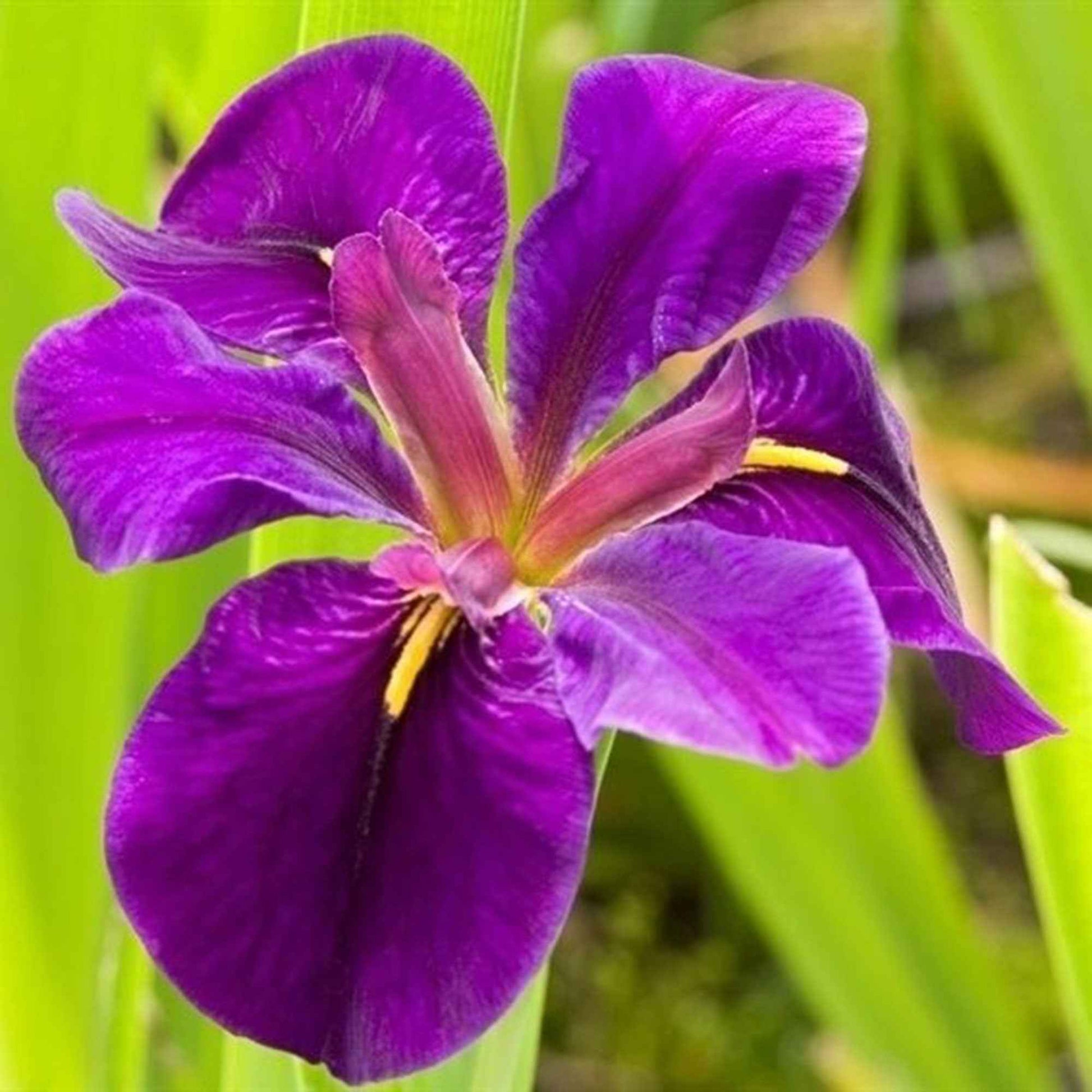 Zwarte lis Iris 'Black Gamecock' paars - Moerasplant, oeverplant - Alle waterplanten
