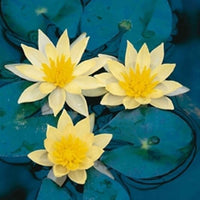 Waterlelie Nymphaea 'Sulphurea' geel - Alle waterplanten