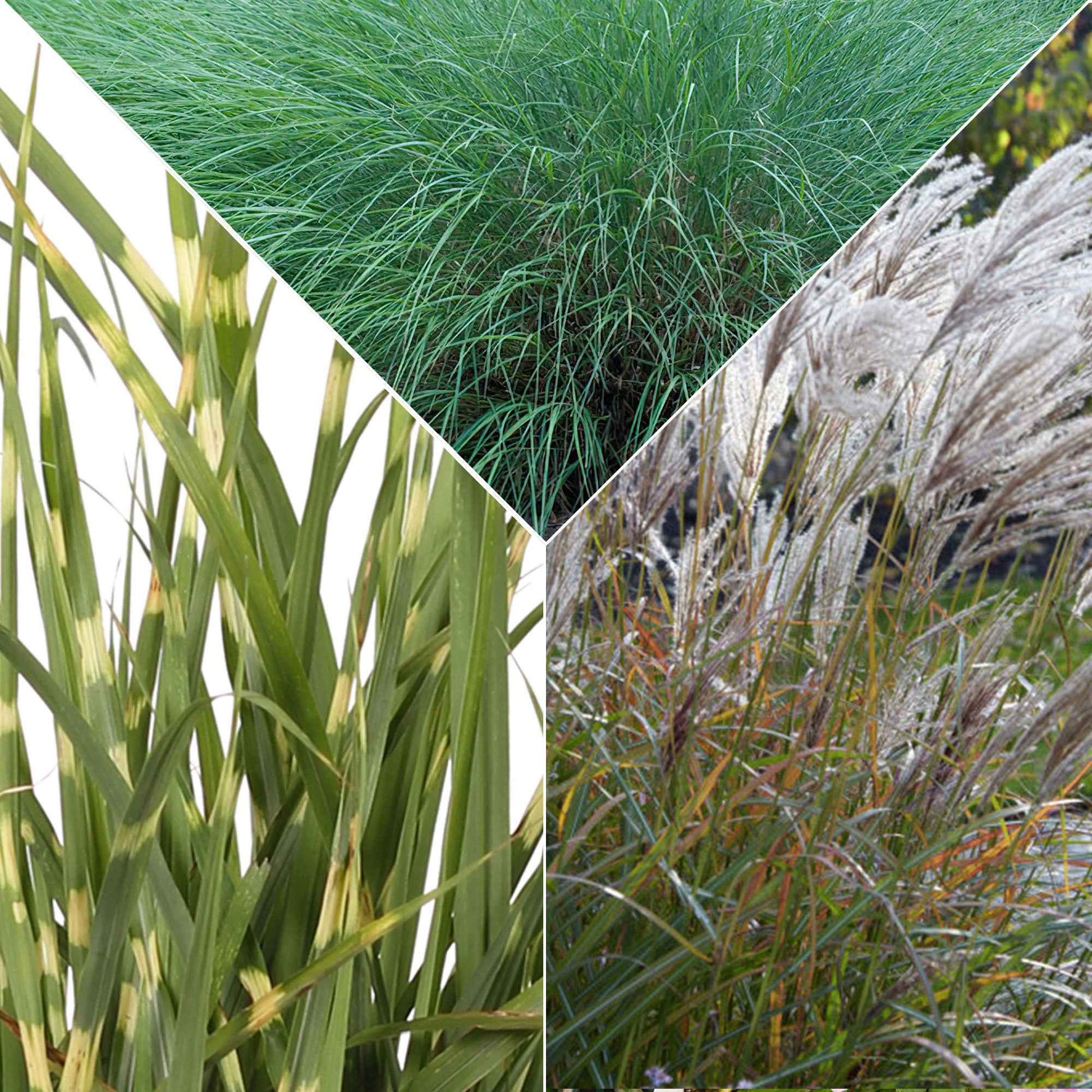 3x Prachtriet Miscanthus - Mix 'Sierlijk Gras' - Alle vaste tuinplanten