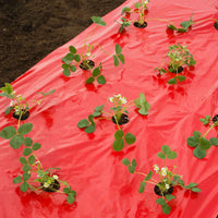 Nature Kweekfolie voor aardbeien Rood - Moestuin
