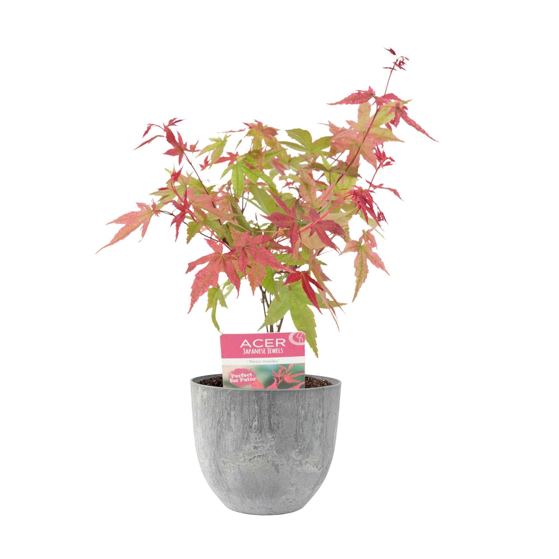 Japanse esdoorn Acer 'Beni-maiko' roze-rood incl. sierpot - Winterhard - Buitenplanten in sierpot