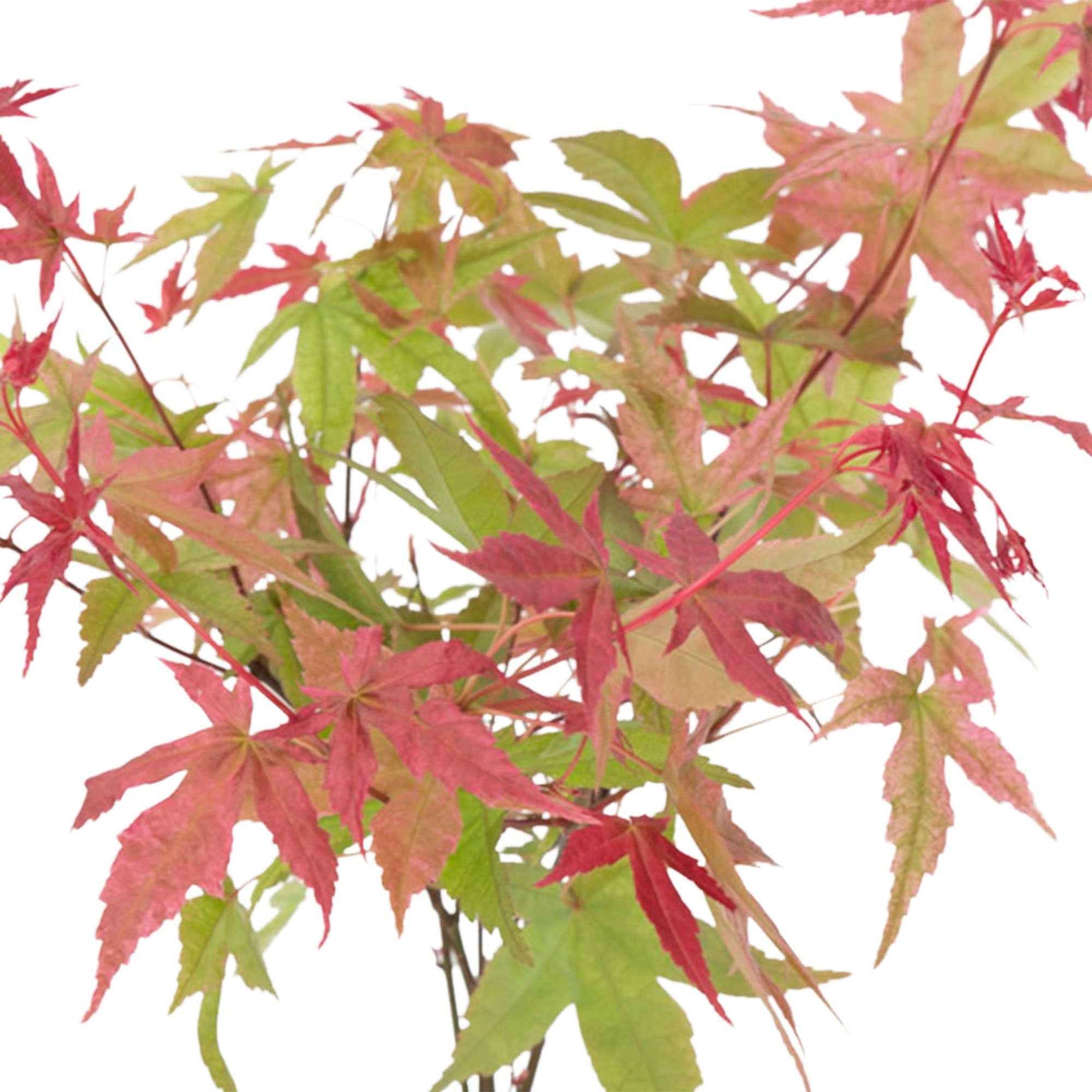 Japanse esdoorn Acer 'Beni-maiko' roze-rood incl. sierpot - Winterhard - Heesters