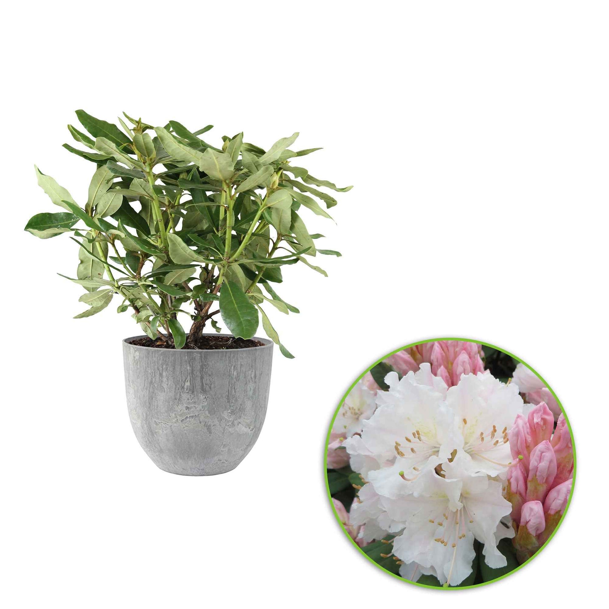 Rhododendron 'Cunningham's White' wit incl. sierpot - Winterhard - Bloeiende struiken